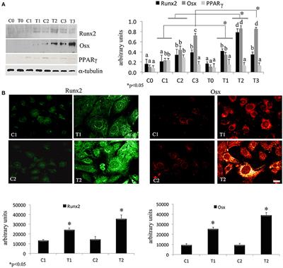 The Effects of Photobiomodulation of 808 nm Diode Laser Therapy at Higher Fluence on the in Vitro Osteogenic Differentiation of Bone Marrow Stromal Cells